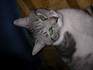 Green eyes