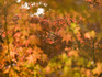 東福寺の紅葉
