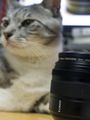 new lens with cat